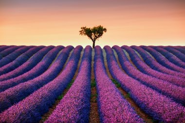 Lavender and lonely tree uphill on sunset. Provence, France