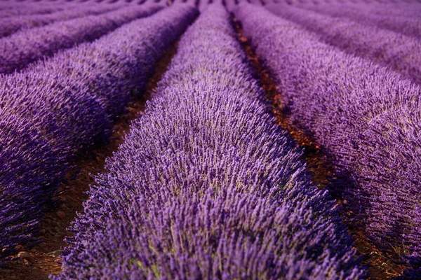 Lavendel veld bloemen eindeloze rijen textuur. Provence, Frankrijk — Stockfoto