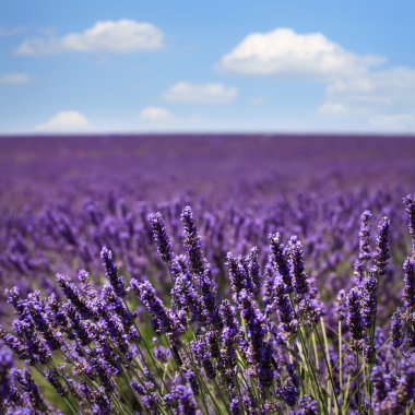 Lavanta çiçeği çiçek alanları kalan. valensole provence, fra
