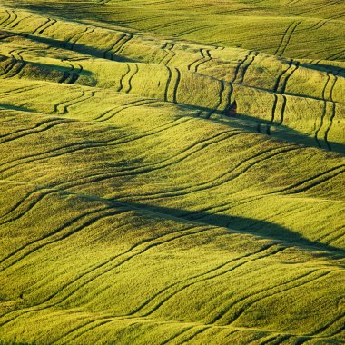 Wheat Field and tracks texture abstract in summer.