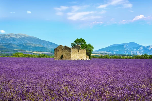 Lavendel blommor blommande fält, gamla hus och träd. Provence, F — Stockfoto