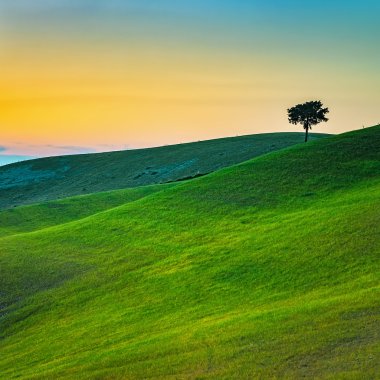Toskana, yalnız ağaç ve yeşil alanların günbatımı. Volterra, Pisa,