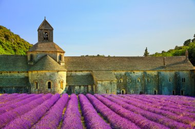 Sunset bulvarında lavanta çiçek çiçeklenme Senanque Abbey. Gordes, L