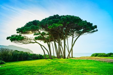 Deniz ve plaj sahil çamı ağacı grubu. Baratti, Toskana.