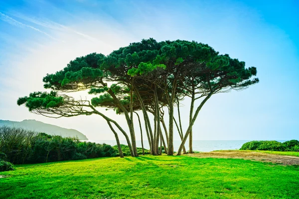 Grupo de pinos marinos cerca del mar y la playa. Baratti, Toscana . — Foto de Stock