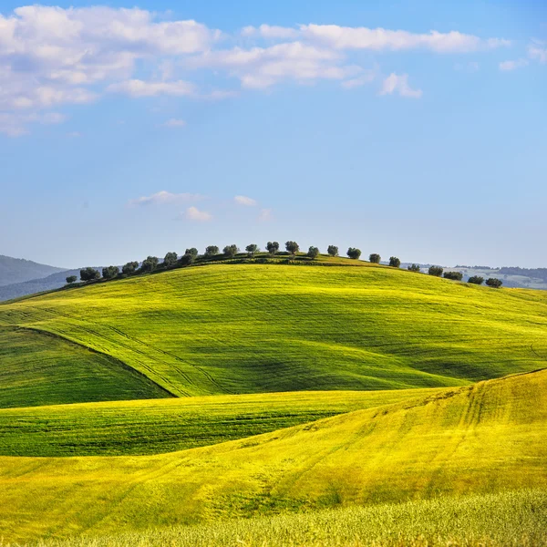 Campo de trigo y olivos cuesta arriba en verano. Toscana, Italia — Foto de Stock