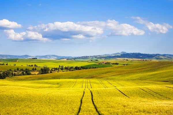 Campo de trigo y pistas en verano. Toscana, Italia —  Fotos de Stock