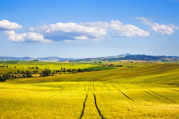 Tarweveld en tracks in de zomer. Toscane, Italië — Stockfoto