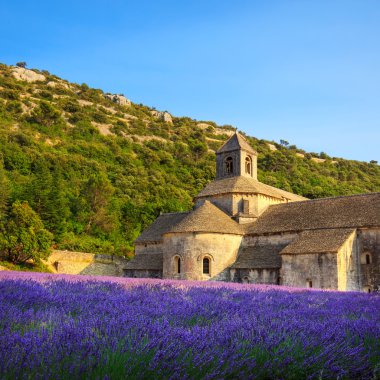 Abbey of Senanque blooming lavender flowers on sunset. Gordes, L clipart