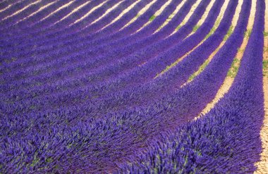 Lavanta çiçeği çiçek alanları desen veya doku olarak. Provence,