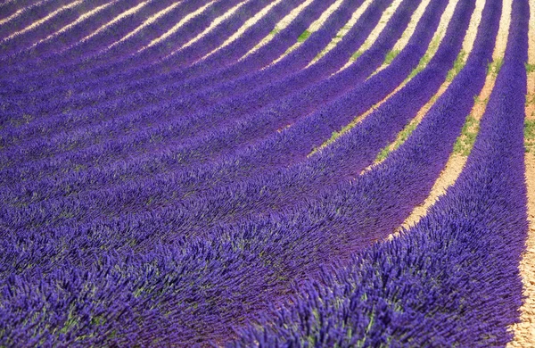 Campos de flores de lavanda como padrão ou textura. Provença , — Fotografia de Stock
