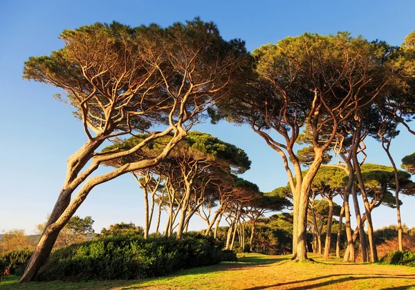 Grupo de Pinheiro Marítimo. Baratti, Toscana . — Fotografia de Stock