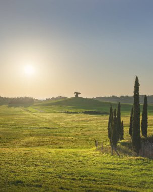 Bibbona ve Casale Marittimo, Val di Cecina, İtalya ve Avrupa yakınlarındaki Toskana kırsalının yeşil tepeleri ve ikonik selvi ağaçları üzerinde altın gün batımı ışığı