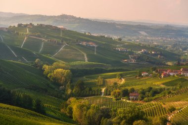 Barbaresco ve Neive yakınlarındaki Piedmont, İtalya 'nın Langhe bölgesindeki sarmaşık tepelerinin panoramik manzarası..