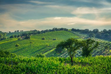 Maremma Toscana bölgesinin Rolling Hills 'i Morellino di Scansano üzüm bağları ve zeytin bahçeleriyle kaplıdır. Toskana kırsalında ön planda iki ağaç var, İtalya