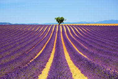 Lavanta ve yalnız ağaç yokuş yukarı. Provence, Fransa