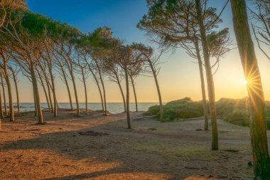Altın güneş, İtalya 'nın Toskana, Marina di Cecina kıyıları boyunca uzanan Pineta deniz çam ağaçlarının gövdelerinden batıyor. Sahne ufukta denizi gösteriyor.