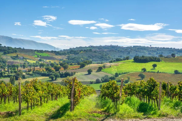 Umbria kırsalının yuvarlanan tepelerini kaplayan Sagrantino şarap bağları. Ortaçağ 'ın tarihi tepe kasabası Montefalco uzak yamaçta görülebiliyor. Umbria, İtalya