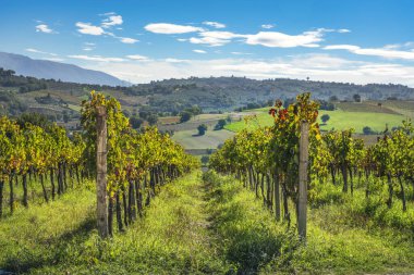 Sagrantino üzümleri ön planda, Umbrian manzarasına doğru giden sıralar oluşturuyor. Tarihsel tepe kasabası Montefalco, Umbria, İtalya uzak sırtta görülebilir.