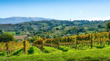 Umbrian kırsalının yamaçlarında ön planda Sagrantino üzüm bağları. Tarihi tepe kasabası Montefalco uzak yamaçta görülebilir. Sonbaharda şarap bölgesi görünümü