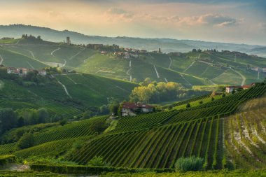 Piedmont 'taki Langhe şarap bölgesindeki teraslı yeşil üzüm bağlarının panoramik manzarası. İkonik kulesiyle taçlandırılan Barbaresco köyü, uzaktaki bir tepeden görülebiliyor.