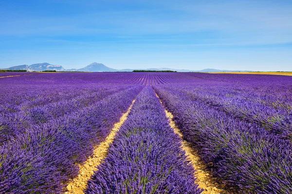 Lavanda flor florescendo campos infinitas linhas. Provença Valensole — Fotografia de Stock