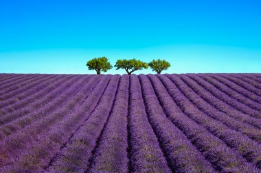 Lavanta ve ağaçlar yokuş yukarı. Provence, Fransa