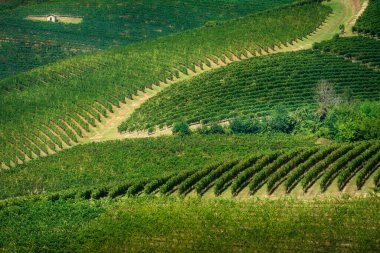 Monferrato, Piedmont 'un sarp tepelerinin önünde soyut üzüm bağları yer alıyor. Grazzano Badoglio, Asti, Piedmont bölgesi, İtalya