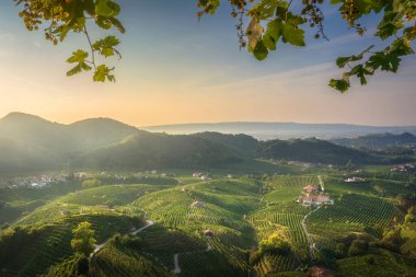Gündoğumunda İtalya 'nın Veneto kentindeki Prosecco Hills' in panoramik manzarası. Üzüm bağları ve küçük köylerin manzarası ön planda üzüm yaprakları ve asmalarla çerçevelenmiştir..