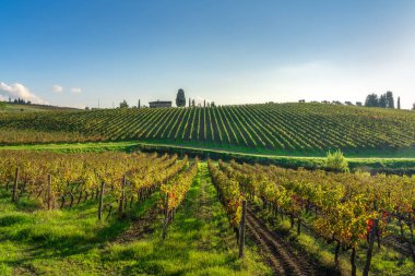 Floransa yakınlarındaki Chianti, Tuscany, İtalya 'nın ikonik yuvarlanan manzarası. Üzüm bağları bir tepeye, bir çiftlik evine ve selvi ağaçlarına doğru yükseliyor..