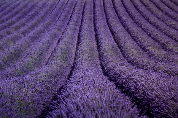 Campos de flores de lavanda como padrão ou textura. Provença , — Fotografia de Stock