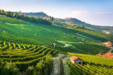 Langhe, Piedmont, İtalya 'daki Barolo şarap bölgesinin teraslı üzüm bağlarının panoramik manzarası. La Morra köyü, sıraların arasında küçük çiftlik evleri olan uzak bir tepeyi taçlandırıyor.