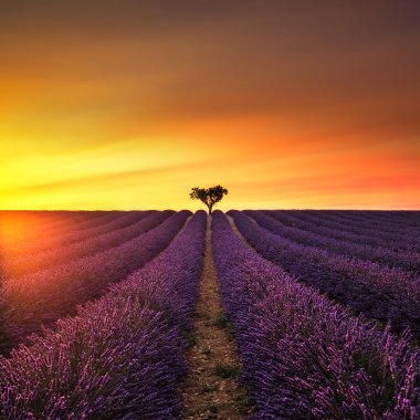 Lavanta ve günbatımı üzerinde yalnız ağaç yokuş yukarı. Provence, Fransa