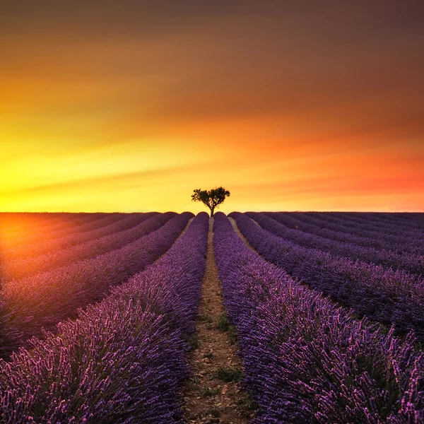 Lavanda e albero solitario in salita al tramonto. Provence, Francia — Foto Stock