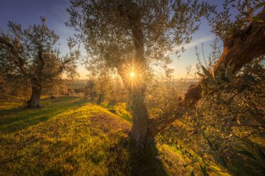 İtalya 'nın Toskana, Santa Luce yakınlarındaki yuvarlanan kırsalda eski bir zeytin ağacının manzarası. Öğleden sonra güneşi, zeytin dallarına parlak bir yıldız patlaması saçar.