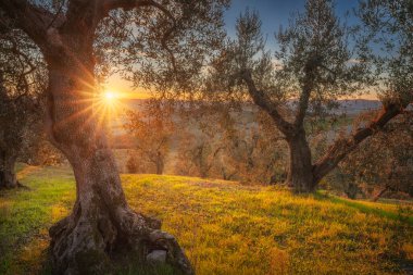 Santa Luce, Pisa, Tuscany, İtalya yakınlarındaki kırsalda eski bir zeytinliğin üzerinde gün batımı manzarası. Buruşuk ağaçlar, Colline Pisane 'e tepeden bakan yuvarlak bir tepede duruyor.