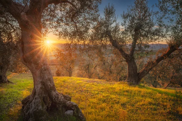 Santa Luce, Pisa, Tuscany, İtalya yakınlarındaki kırsalda eski bir zeytinliğin üzerinde gün batımı manzarası. Buruşuk ağaçlar, Colline Pisane 'e tepeden bakan yuvarlak bir tepede duruyor.