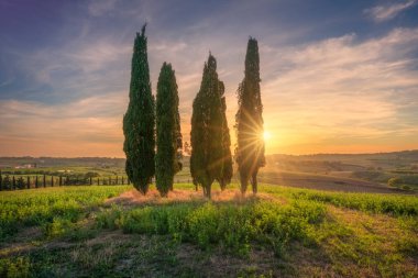 Toskana kırsalında gün batımında turuncu ve sarı gökyüzüne karşı siluet oluşturan ikonik selvi ağaçları grubu, Bibbona, İtalya