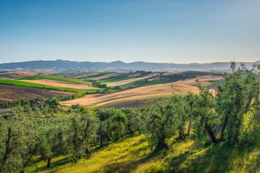Santa Luce yakınlarındaki Toskana kırsalının bahar manzarası, ön planda zeytin ağaçları ve renkli ekili tarlaları olan yuvarlanan tepeler, İtalya 'nın Pisa ili