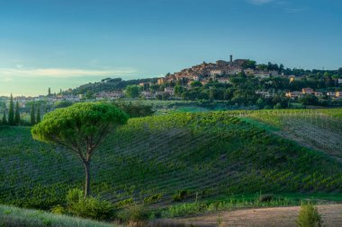 İtalya 'nın Toskana kentindeki Casale Marittimo köyünün gün batımında kırsalda bir üzüm bağı ve çam ağacı görülüyor.