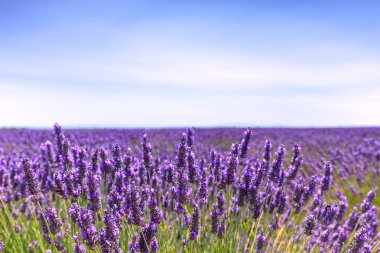 Lavanta çiçeği çiçek alanları kalan. valensole provence, fra