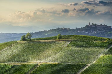 Neive yakınlarındaki Langhe bölgesinde, tepedeki Guarene köyü ve kalesi ile birlikte sarmal üzüm bağlarının manzarası. Piedmont, İtalya.