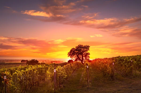 Bolgheri und Castagneto Weinberg und Baum bei Sonnenuntergang im Gegenlicht — Stockfoto