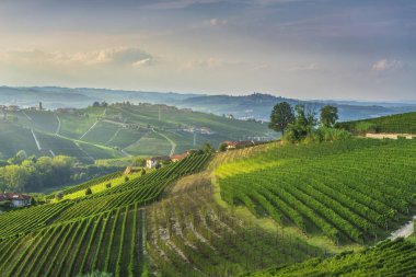 Langhe, Piedmont 'un kayan tepelerinin ve üzüm bağlarının manzarası. Barbaresco ve Neive yakınlarındaki tarihi şarap bölgesi yumuşak bir günbatımı gökyüzü altında, İtalya