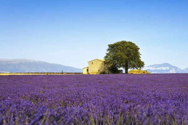 Lavanta çiçekleri alan, ev ve ağacın çiçeklenme. Provence, Frangı