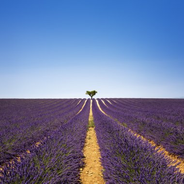 Lavanta ve yalnız ağaç yokuş yukarı. Provence, Fransa