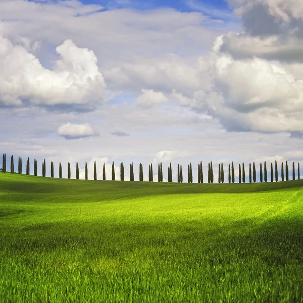 Paesaggio toscano, Cipressi fila e grano, Italia . — Foto Stock
