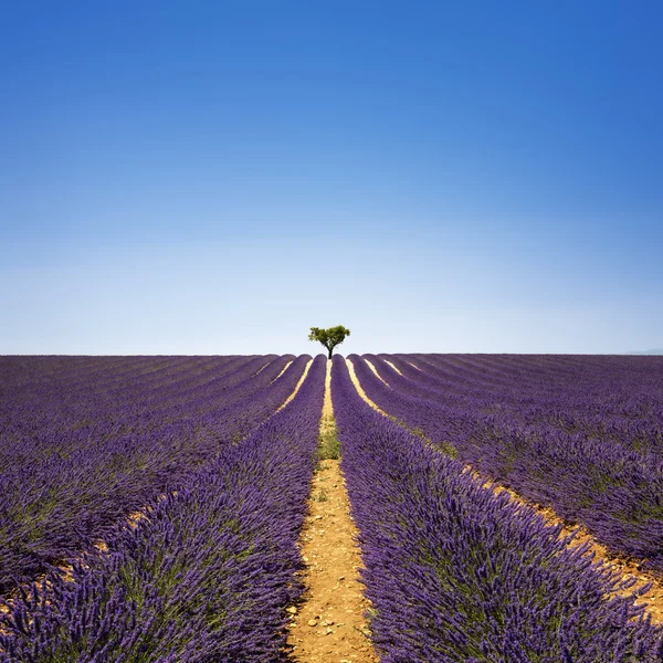 Lavanta ve yalnız ağaç yokuş yukarı. Provence, Fransa — Stok fotoğraf