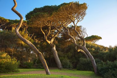 Maritime Pine tree group. Baratti, Tuscany. clipart