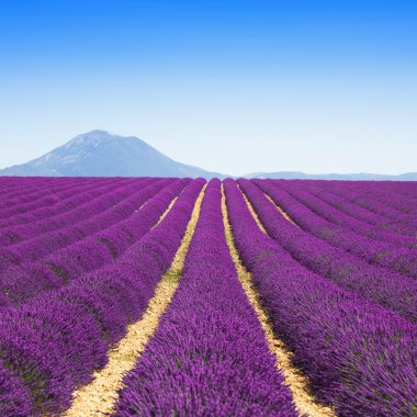 Lavanta çiçeği çiçek alanları sonsuz satırlar. valensole provence